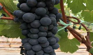 甜蜜蓝宝石葡萄苗 甜蜜蓝宝石葡萄苗