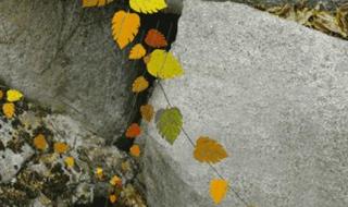 一层秋雨一层凉
