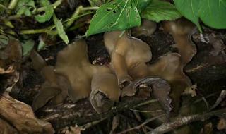 野生黑木耳 野生黑木耳