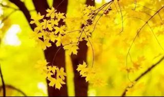 叶子的离去 叶子的离去