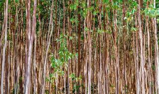 金光集团app 金光集团app