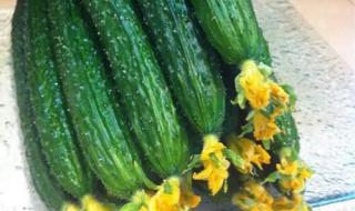 转基因食品的危害 转基因食品的危害