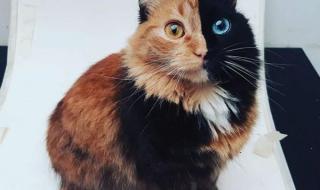 怎样画警察抓小偷