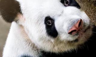 大熊猫丫丫回国时间线 大熊猫丫丫回国时间线